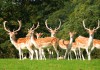 Cumbrian Stag Party!