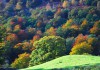 AUTUMN COLOURS