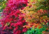 AUTUMN COLOURS