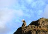 Herwick Sheep & Golden Eagle