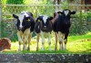 We 3 Calves........