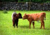 Kissing Calves