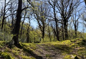 Trees in spring light by Coniston Water.