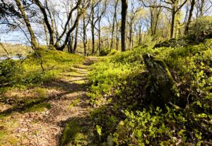 Lush vegitation on the edge of Coniston Water.