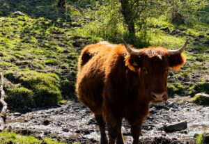 Luing cow on Gummer's How.