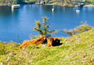 Luing calves on Gummer's How.