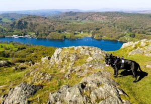 View of the fells and a dog on Gummers How.