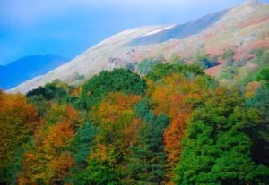 Rydal Fell in autumn