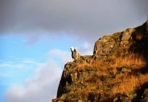 Image of a Herwick sheep on the Lake District fells