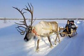 Reindeer