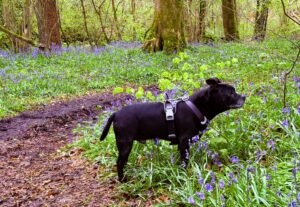 A dog by a winding woodland path surrounded by a thick blanket of bluebells in the Lake District.
