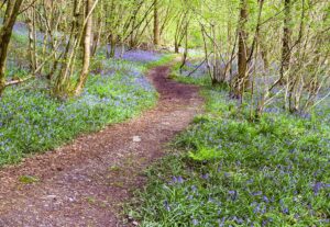 A vibrant carpet of bluebells covering the floor of an ancient Lake District woodland.
