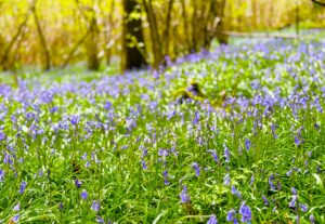 Bluebells during our spring walks in the Lake District.
