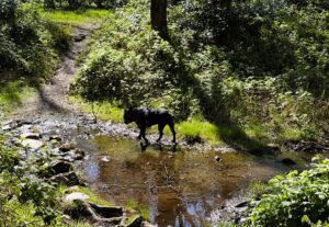 Dog in a stream.