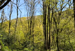 Trees in spring by Coniston Water.