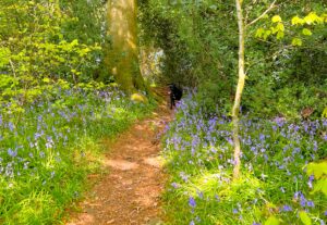 A vibrant carpet of wild bluebells growing beneath the budding trees in a woodland near Cartmel.