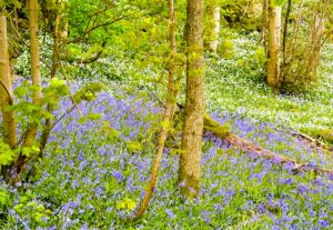Bluebells near Cartmel during our spring walks in the Lake District.
