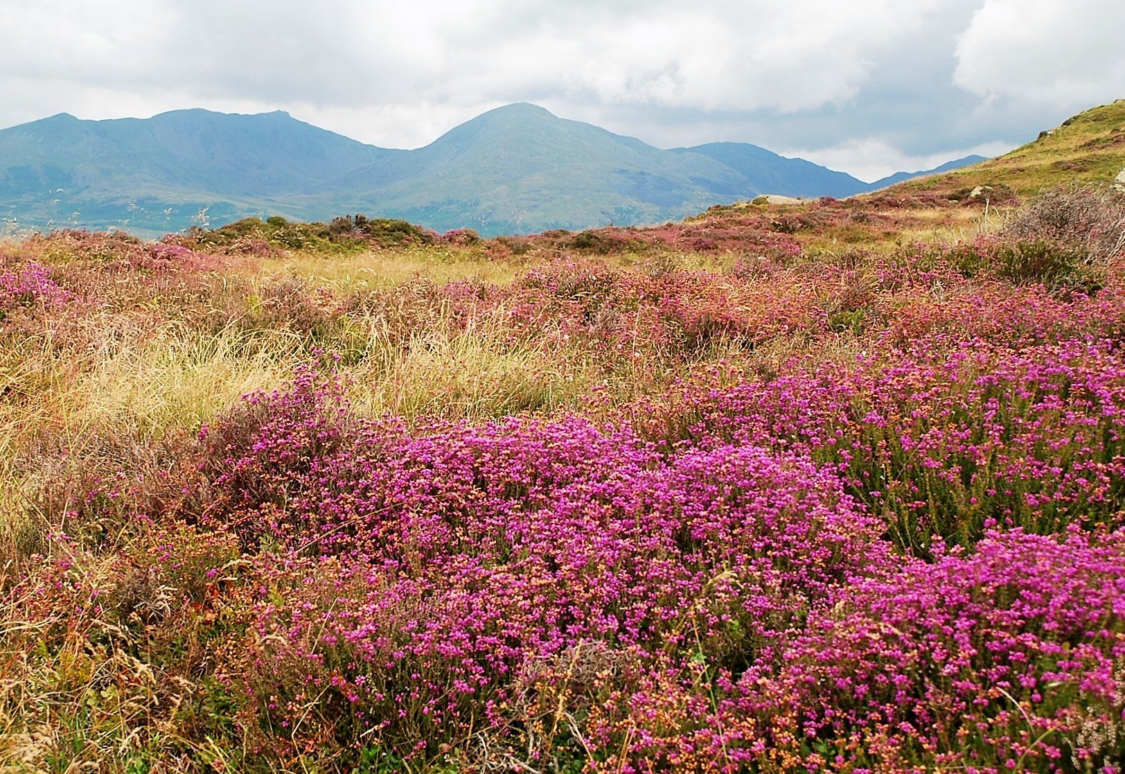 Lovely image of heather on the Coniston Fells