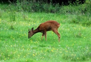 Red Deer in the Meadow next to the garden