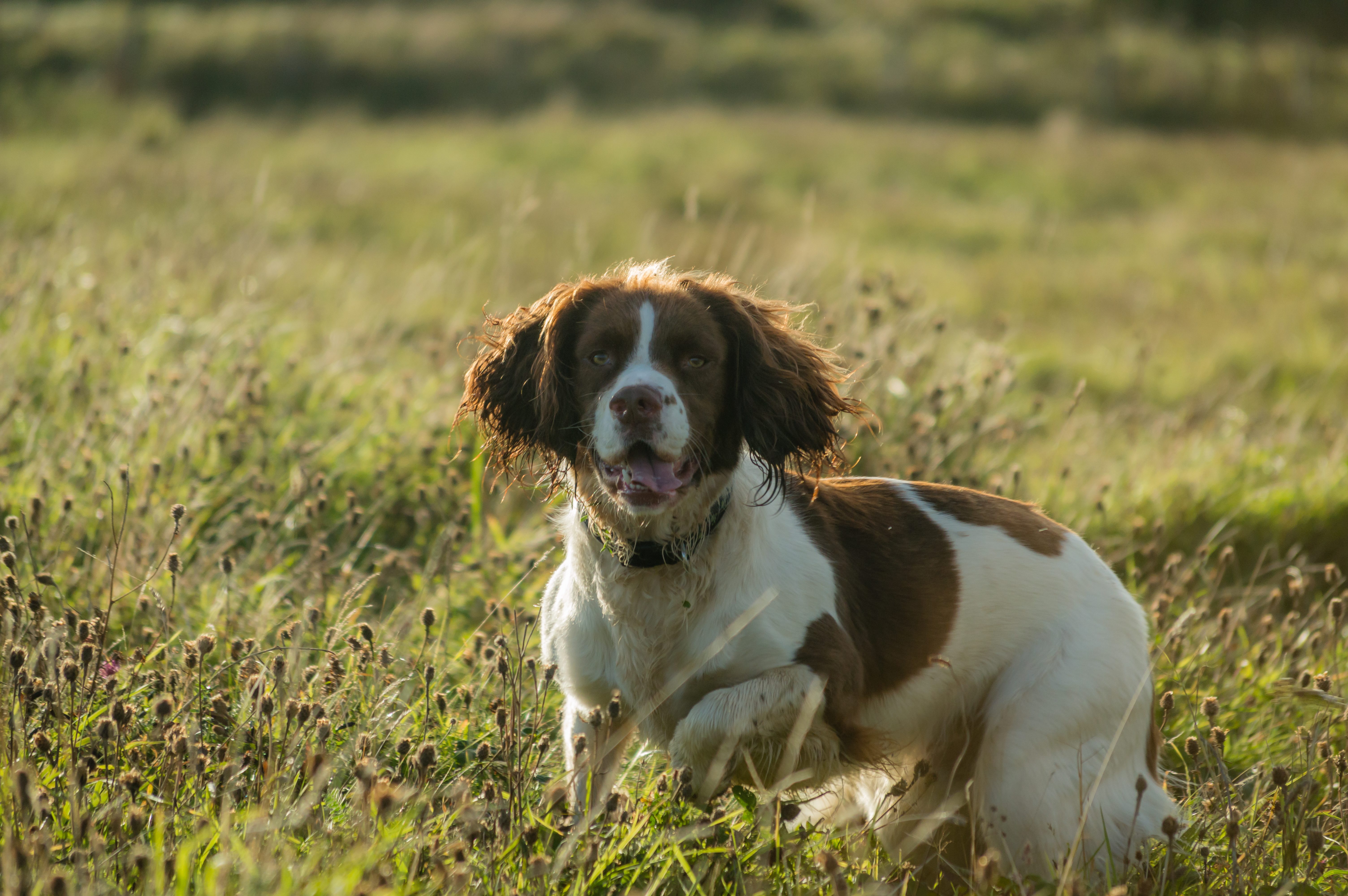 Image of a spaniel in the Lake District