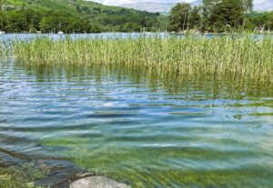 Photo of Coniston Water at High Nibthwaite in summer 2023