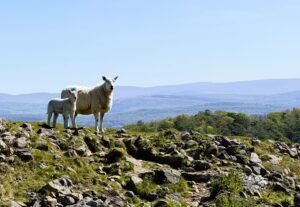 Sheep and lamb on Hampsfell near Cartmel.