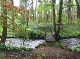 Bluebells in Cartmel woods by the stream
