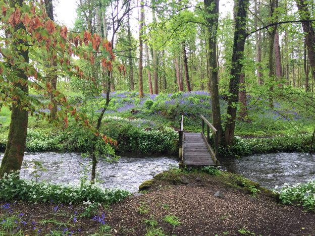 Bluebells in Cartmel woods by the stream