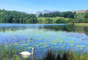Image of a swan on Loughrigg Tarn