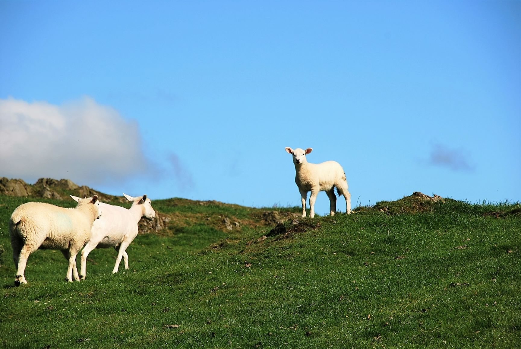 Lambs in Cartmel Valley