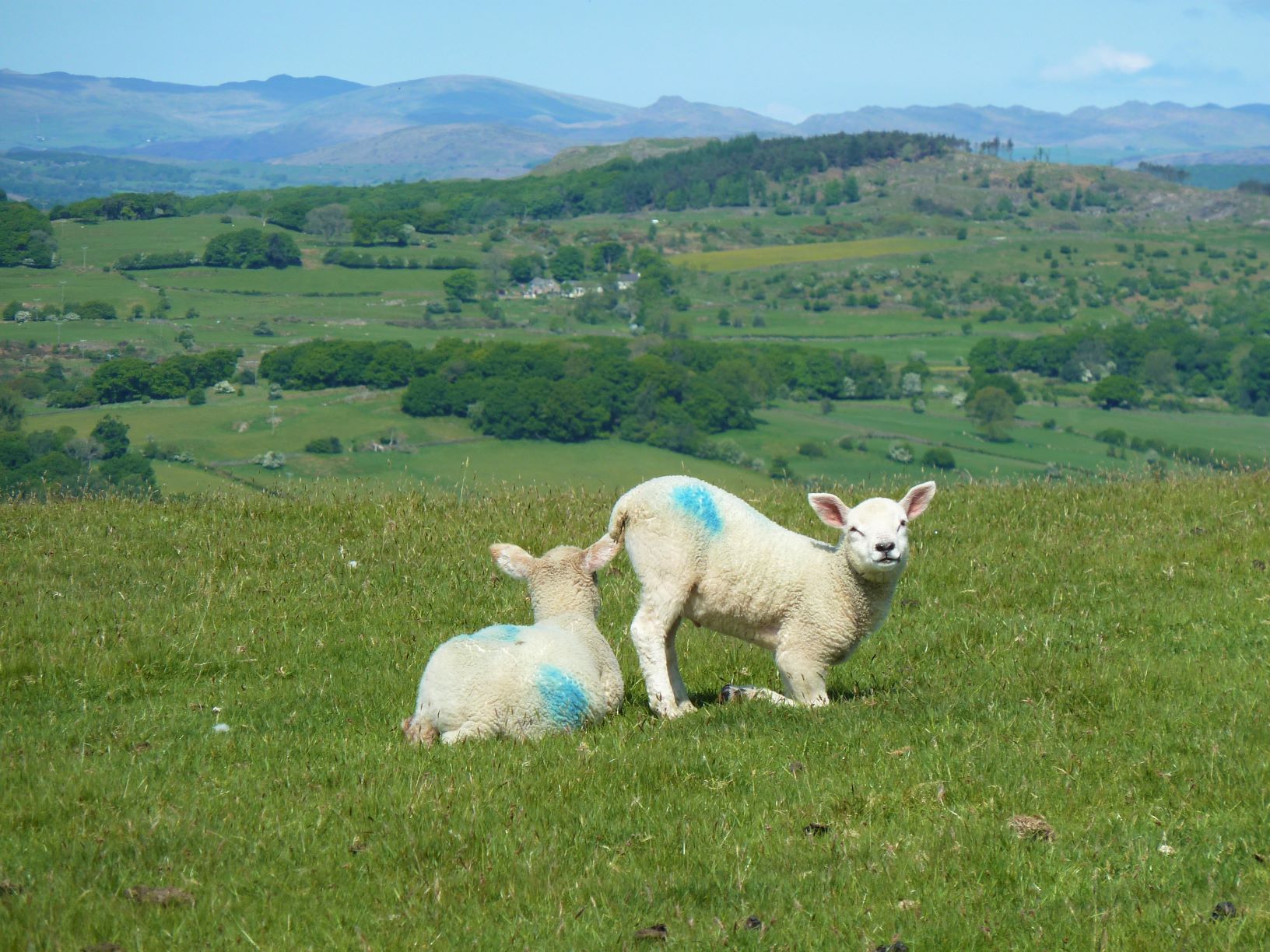 Lambs in the Cartmel Valley