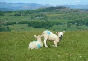 Lambs in the Cartmel Valley