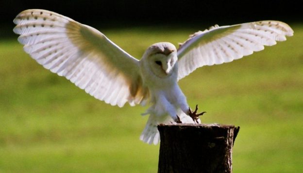 Owl at the World Owl Sanctuary