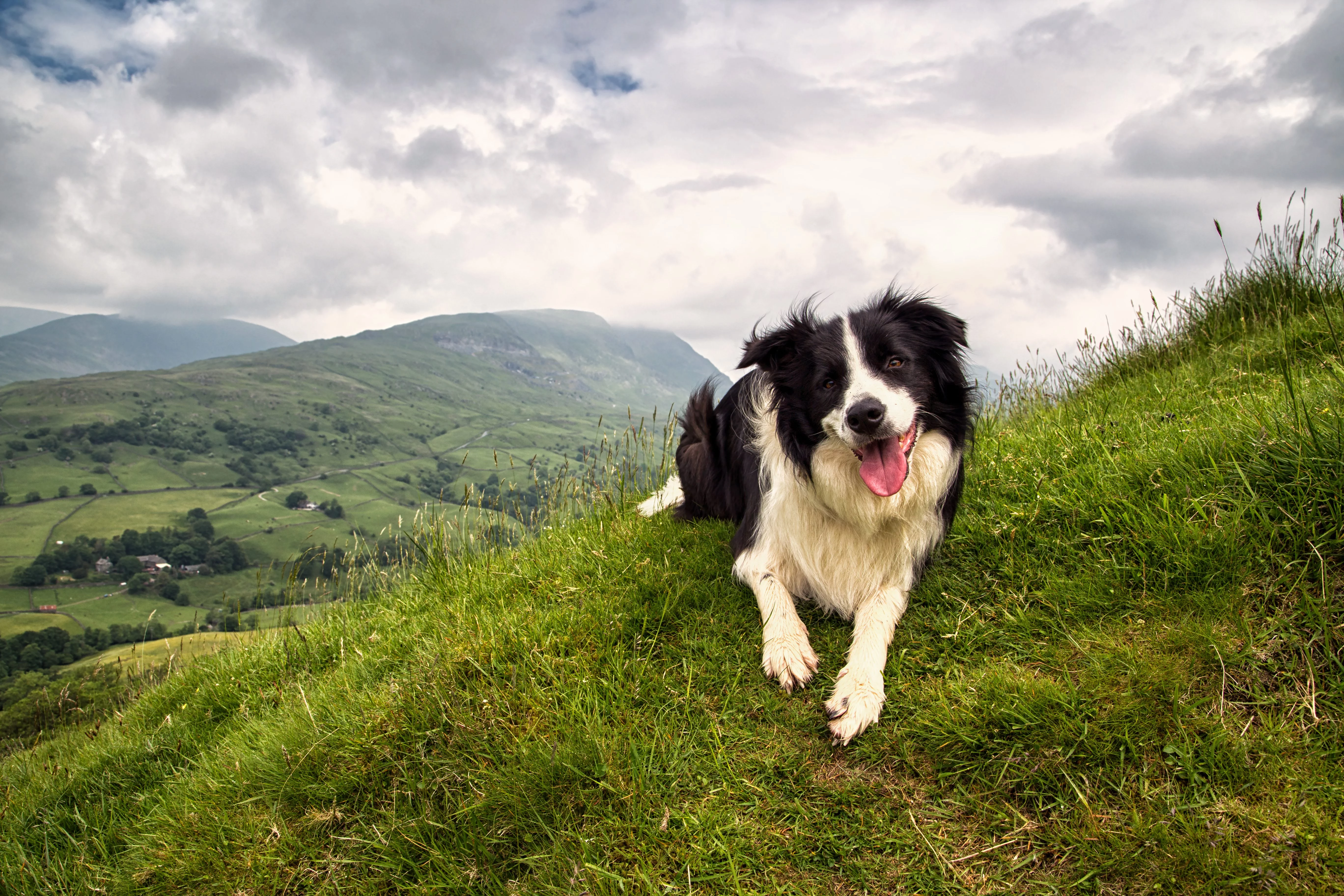 Border collie dog on the Lake District fells