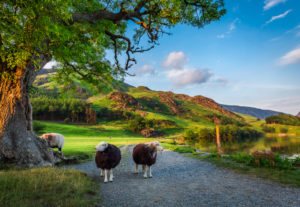 Two Herwick Sheep on a Lake District Track